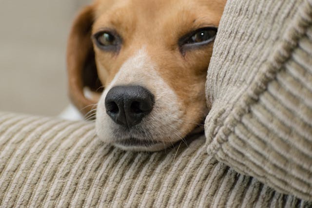 A dog resting its head on the arm of a couch.